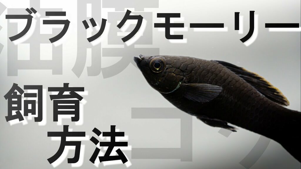 orange range yamato 性格-【コケ・油膜対策】ブラックモーリーの飼育方法とコリドラスとの相性【アクアリウム】