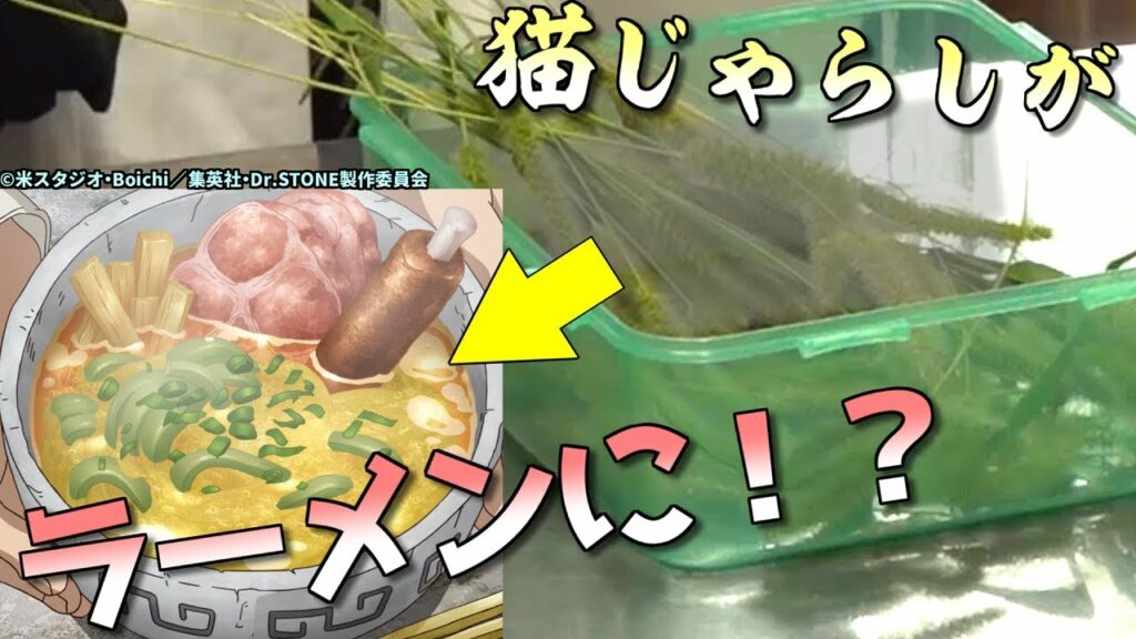 ドクター x フリドラ-【TVアニメDr.STONEコラボ】猫じゃらしでラーメン作ってみた!