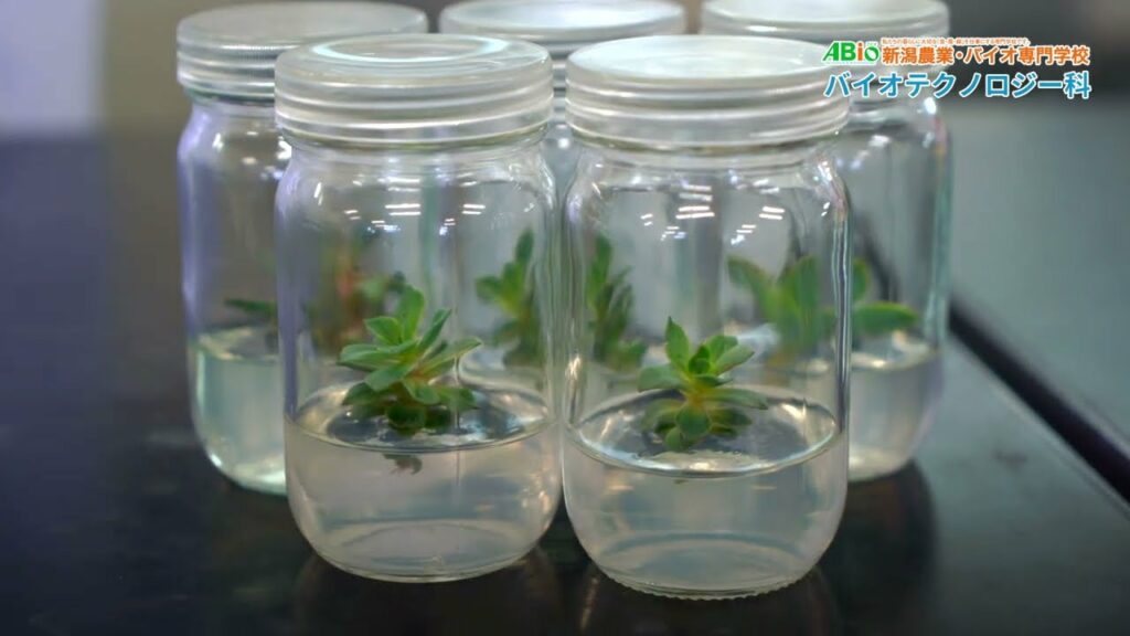 【実習紹介ダイジェスト】バイオテクノロジー科