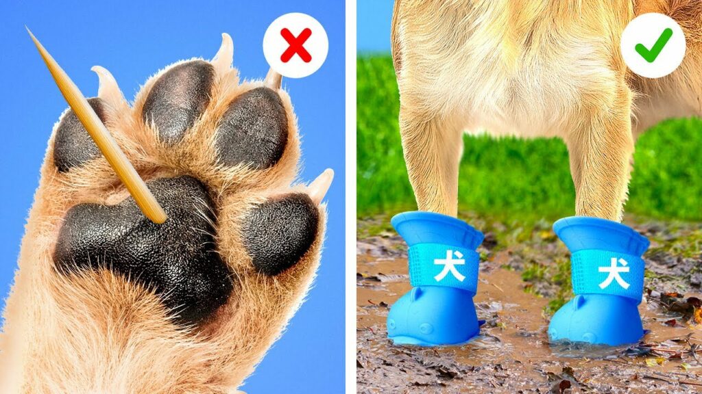 お金持ちの家のペット VS 貧乏な家のペット – ペットの生活の違い *最近バズってるガジェットとTikTokのDIY*