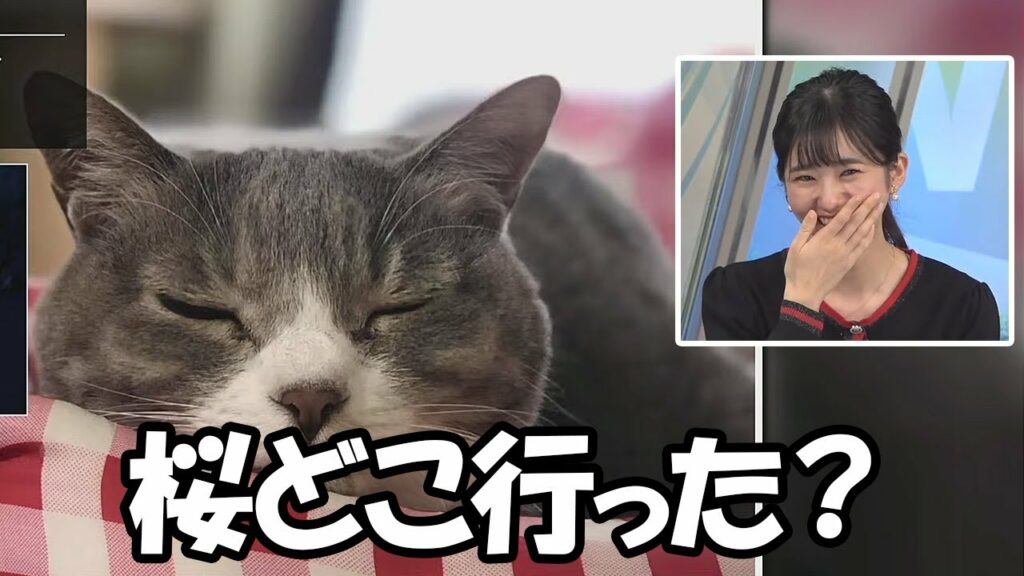 【大島璃音】桜猫リポートを募集したところ桜要素が皆無の投稿が送られ突っ込むも可愛いからOKで締めるお天気お姉さん