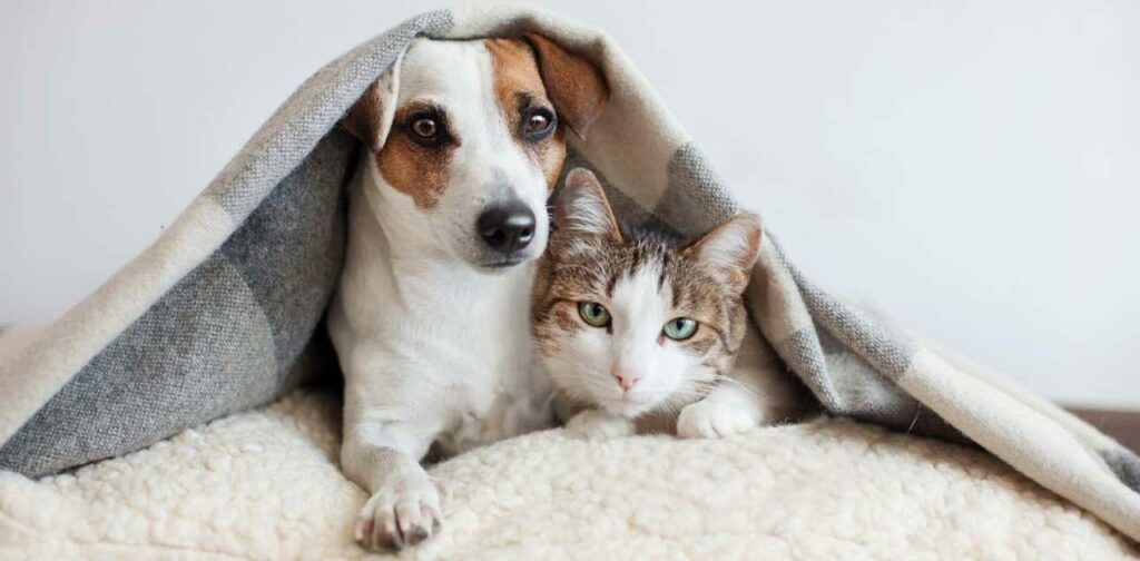 ネコ派とイヌ派、どっちがペットを大切にしてるのか?