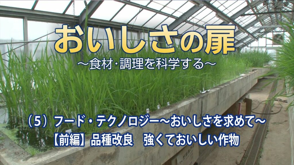おいしさの扉 (5)フード・テクノロジー ~おいしさを求めて~【前編】品種改良 強くておいしい作物